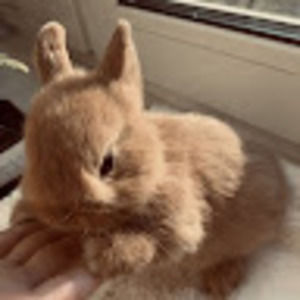 Meet your Posher, Carrotcake